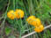 Yellow flower on hillside